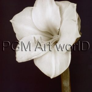Kunstdruk Prades Fabregat - Bora Bora Flower II 50x70cm