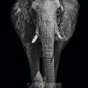 Schilderij - Afrikaanse olifant, zwart wit