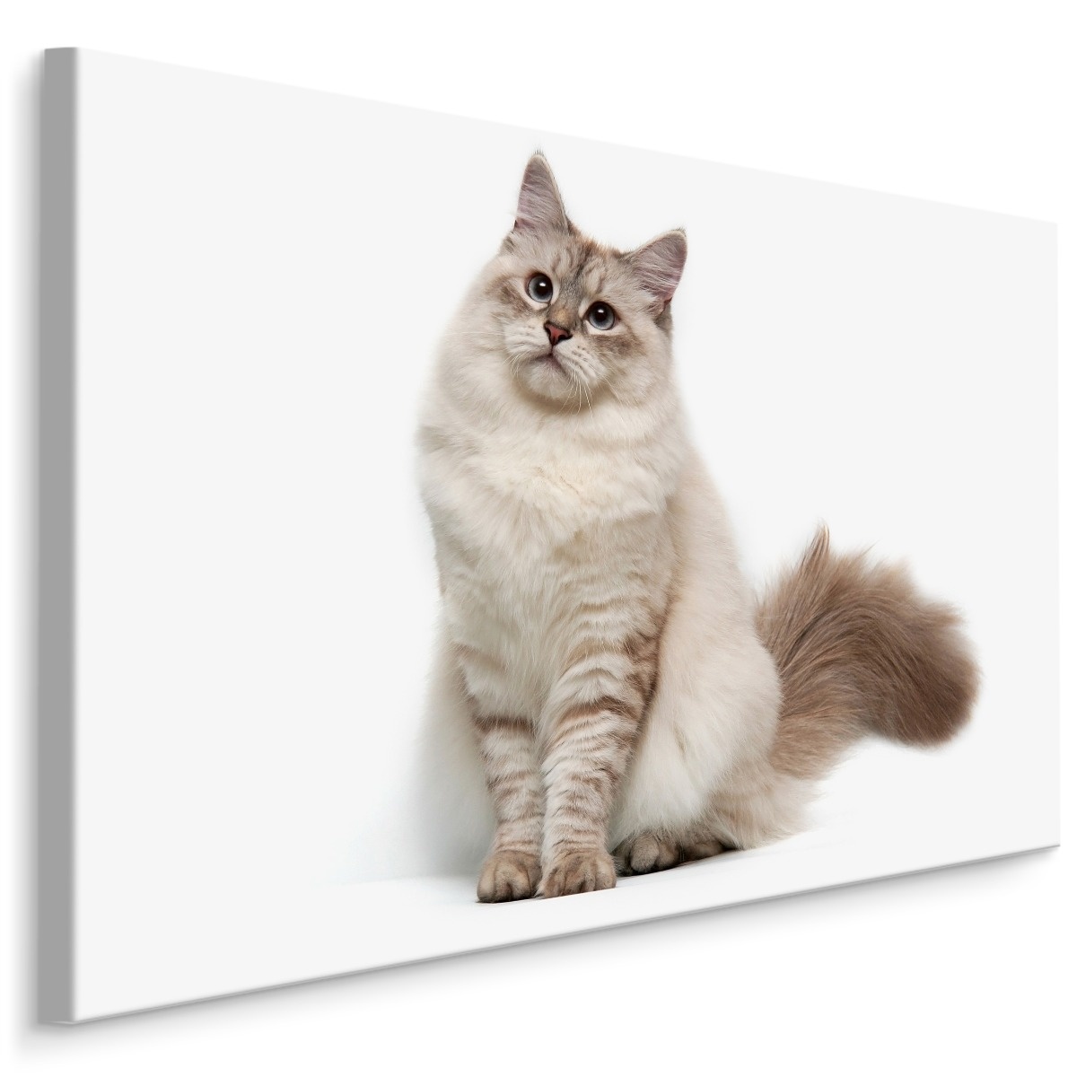 Schilderij - Neva Masquerade kat, Premium Print, 5 maten 1 Schilderij - Neva Masquerade kat, Premium Print, 5 maten