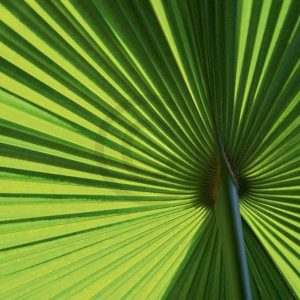 Kunstdruk Ortwin Klipp - Leaf 1 70x50cm