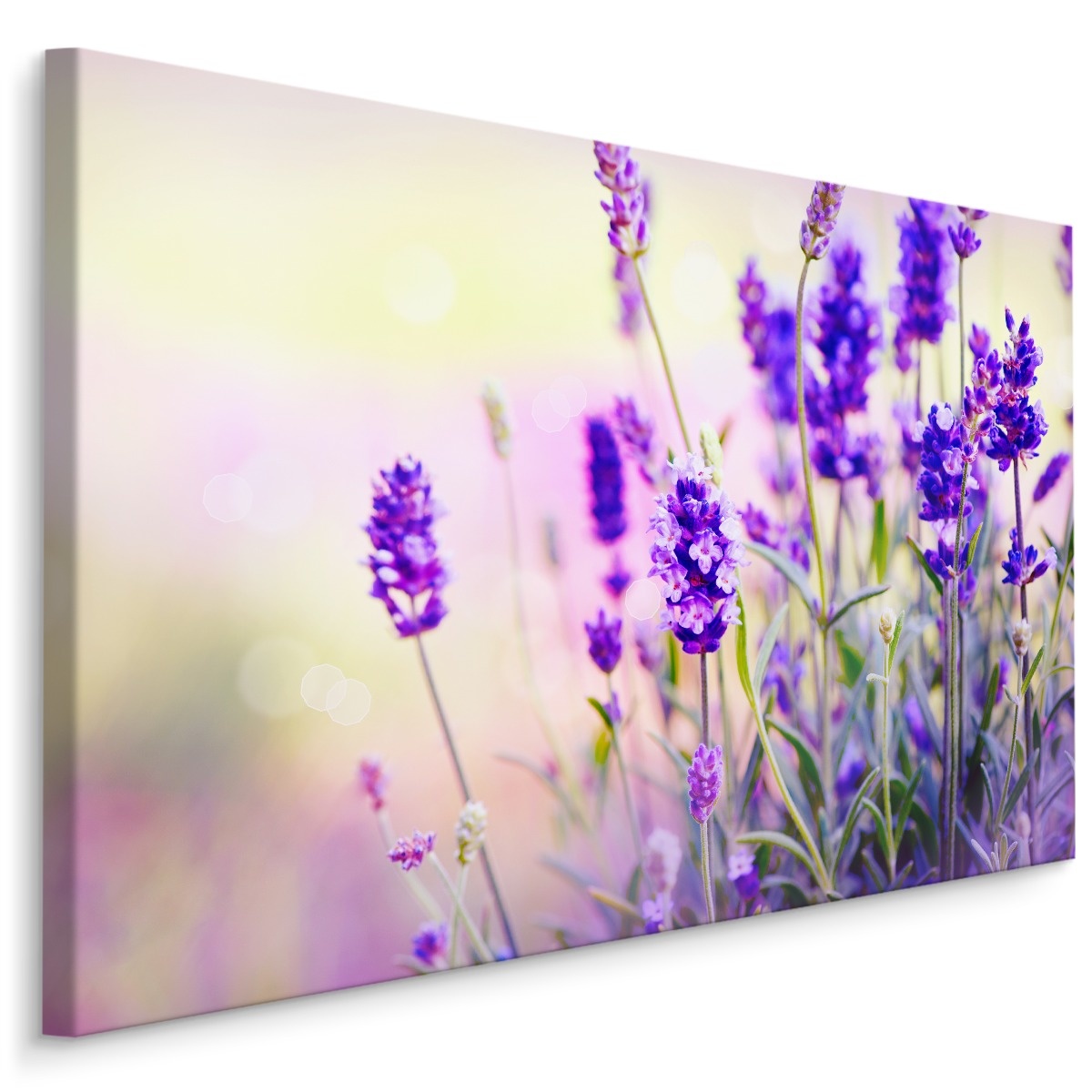 Schilderij - Lavendel in het Veld, Premium Print, 5 maten 1 Schilderij - Lavendel in het Veld, Premium Print, 5 maten