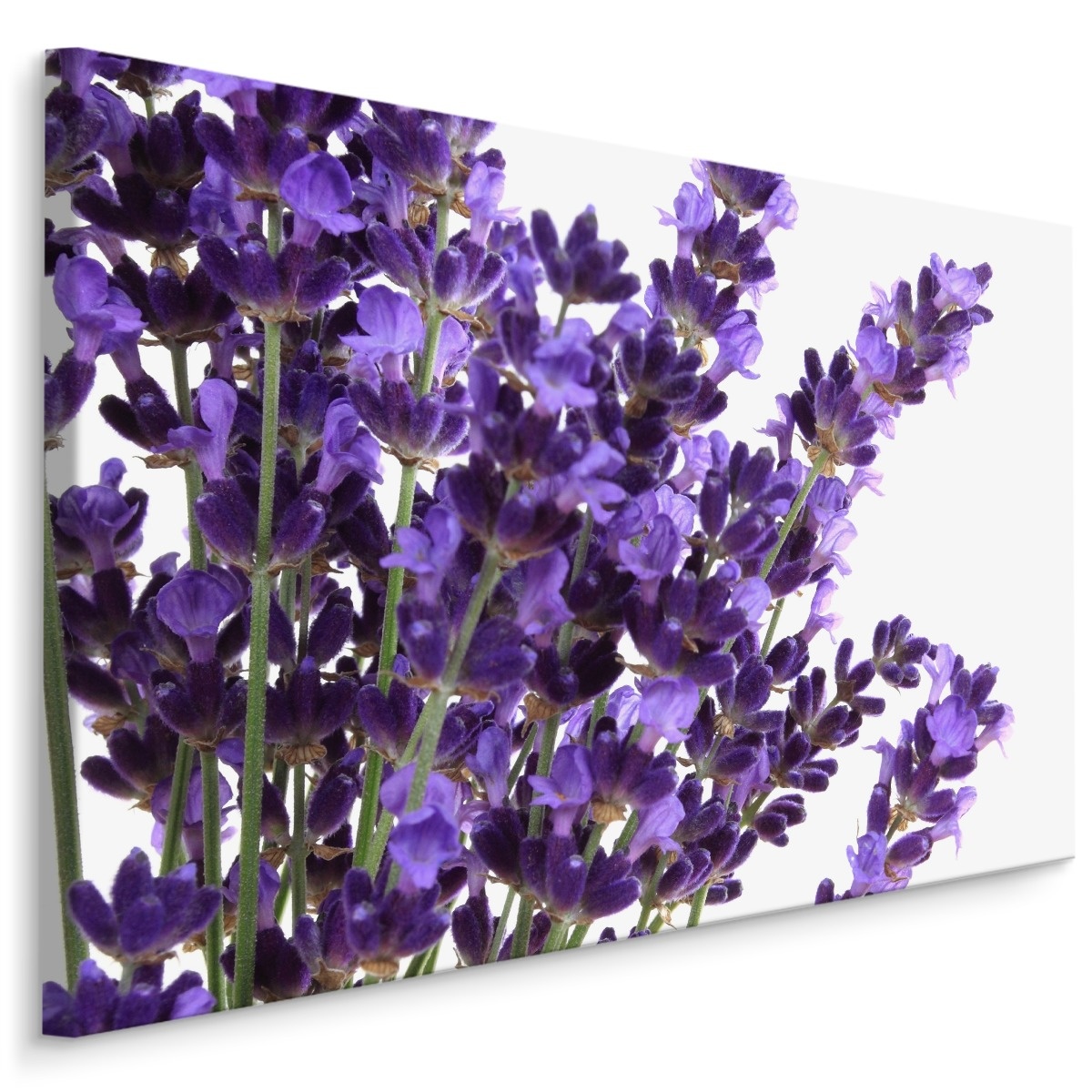 Schilderij - Close up van Lavendel, Paars, Premium Print 1 Schilderij - Close up van Lavendel, Paars, Premium Print