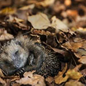 Schilderij - Egel tussen bladeren , Bruin, 2 maten, Premium print