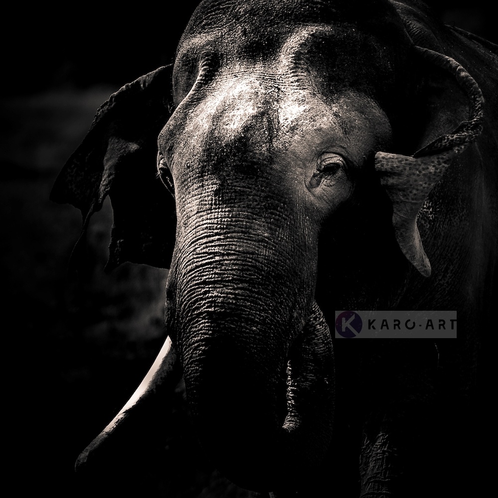Schilderij - Olifant , Zwart wit , 3 maten , Premium print 1 Schilderij - Olifant , Zwart wit , 3 maten , Premium print