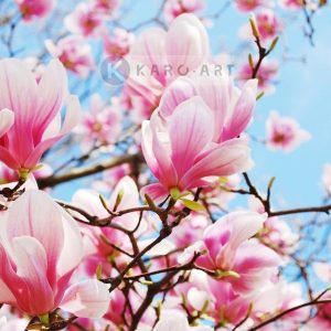 Afbeelding op acrylglas - Roze magnolia in volle bloei