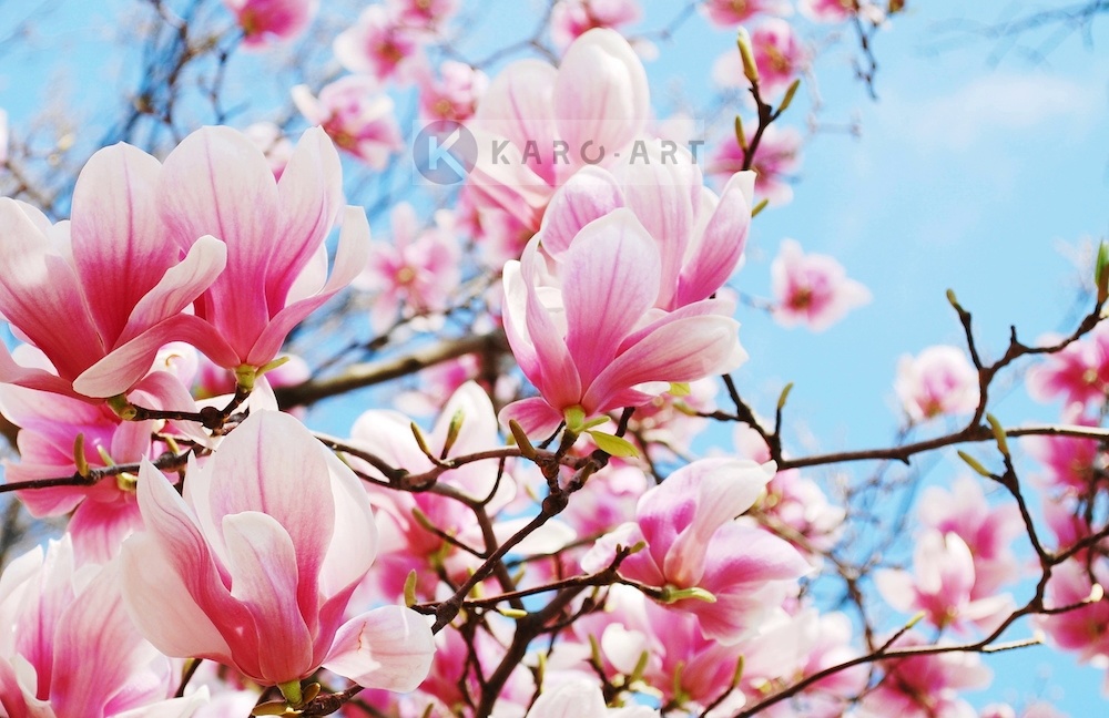 Afbeelding op acrylglas - Roze magnolia in volle bloei 1 Afbeelding op acrylglas - Roze magnolia in volle bloei