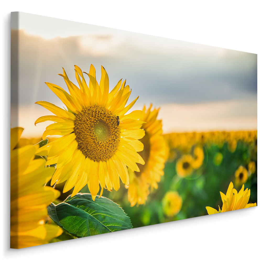 Schilderij - Prachtige zonnebloemen veld, premium print 1 Schilderij - Prachtige zonnebloemen veld, premium print