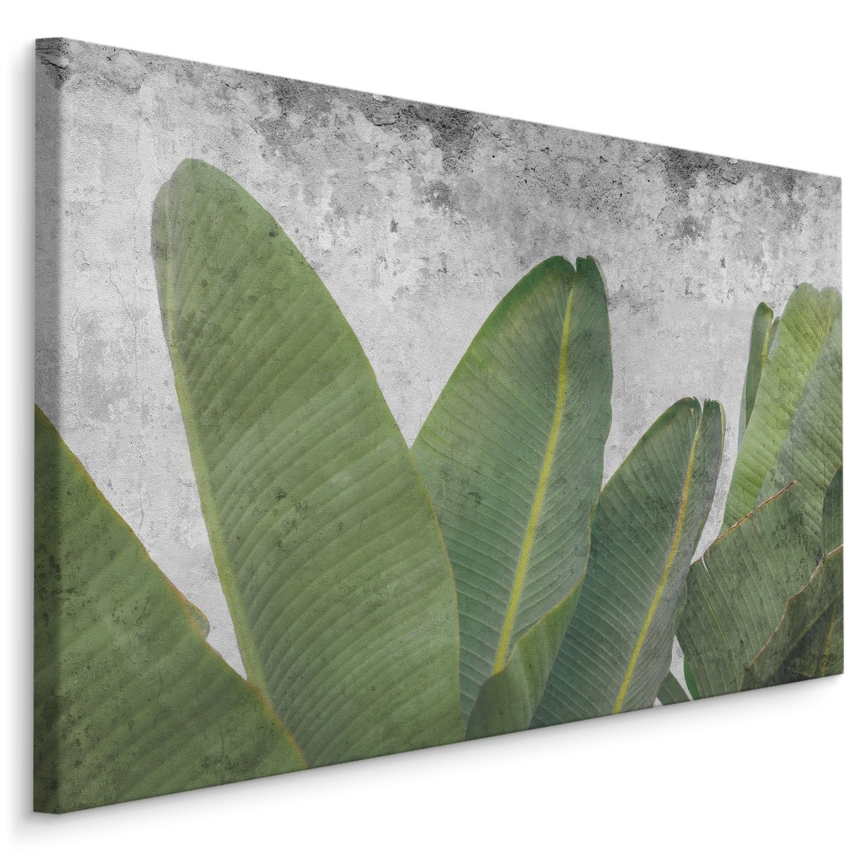 Schilderij - Tropische bladeren op betonnen achtergrond, groen/grijs, 4 maten, premium print 1 Schilderij - Tropische bladeren op betonnen achtergrond, groen/grijs, 4 maten, premium print