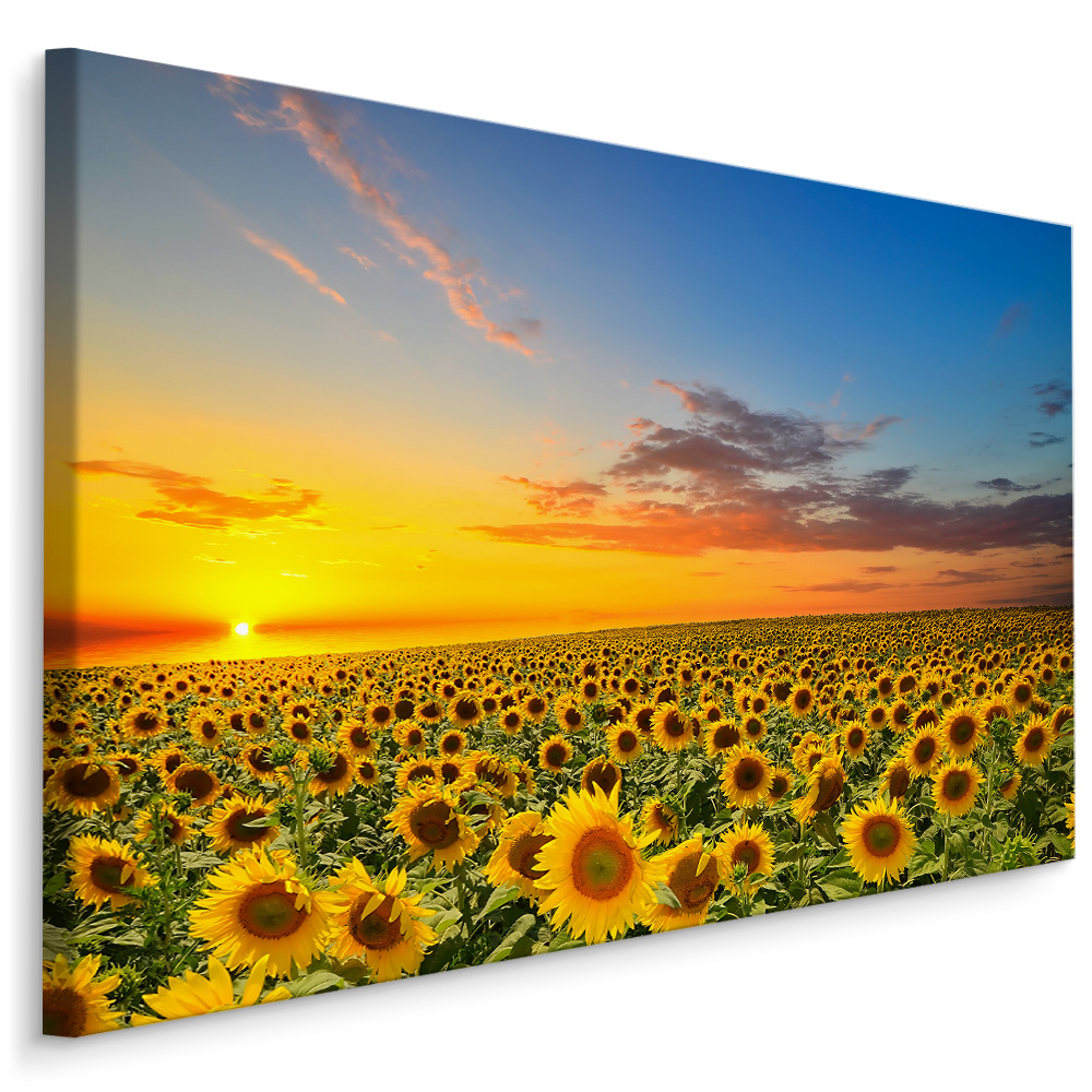Schilderij - Zonnebloemen veld bij zonsondergang, multi-gekleurd, 4 maten, premium print 1 Schilderij - Zonnebloemen veld bij zonsondergang, multi-gekleurd, 4 maten, premium print